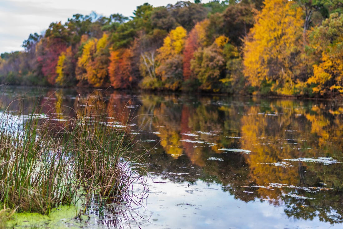 Tall grass with colorful Autumn trees refelcted in lake along shoreline at Mirror Lake in Wisconsin 