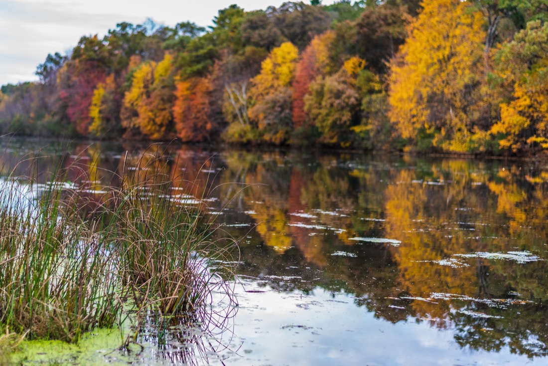 Tall grass with colorful Autumn trees refelcted in lake along shoreline at Mirror Lake in Wisconsin