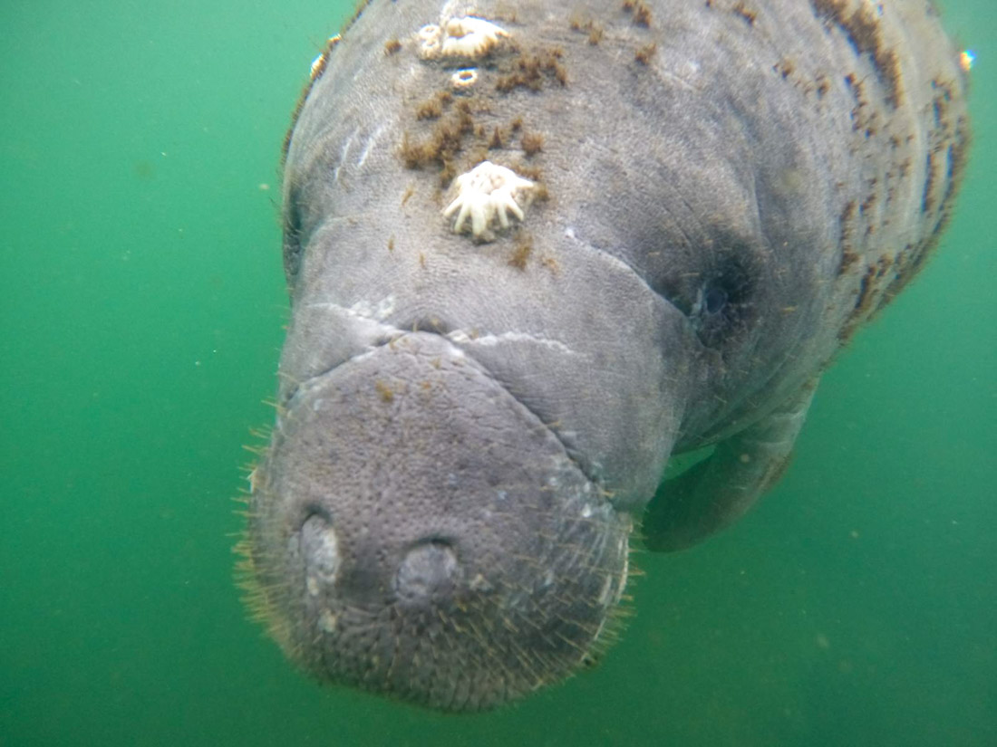 Manatees very close up Crystal River Florida